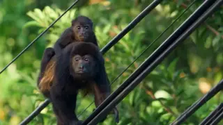 Млекопитающие (2024)