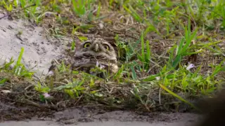 الأمريكتين