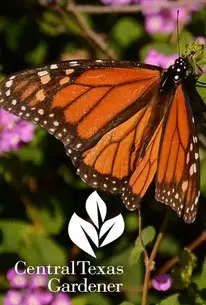 مiddles میں ٹیکساس کا باغبان