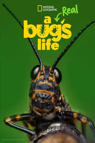 علة حقيقية للموسم 2